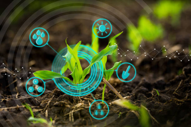istock Growing young maize seedling in cultivated agricultural farm field with modern technology concepts 1014518940