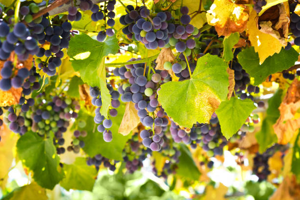 istock Red grapes in the vineyard 1014519022
