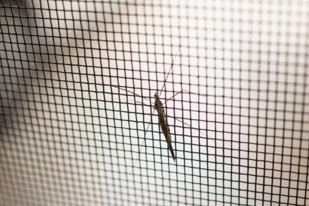 istock mosquito net wire screen on house window protection against insect 1014519502