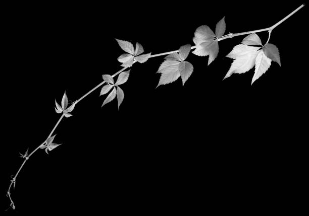 Black and white twig of grapes leaves, parthenocissus quinquefolia foliage. Isolated on black background with copy space. Negative picture.