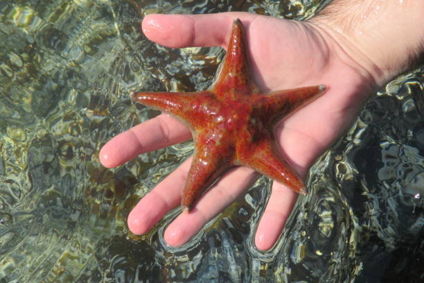 istock Leather star on human palm close-up 1014522436