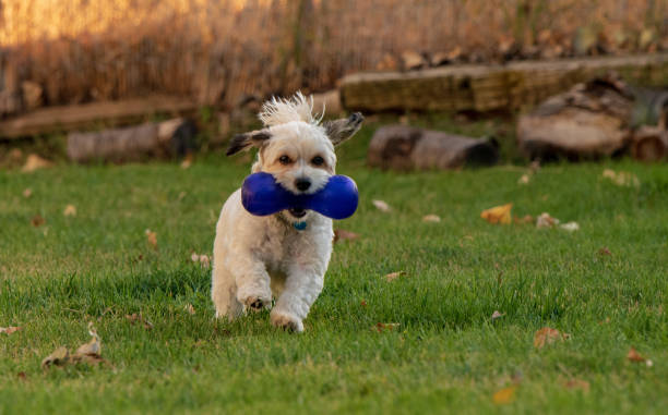 istock Puppy with large blue squeaky dog bone 1014528366