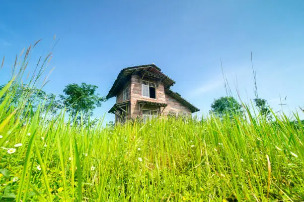 Low angle view of a neglected wooden house in disrepair overgrown with bushes