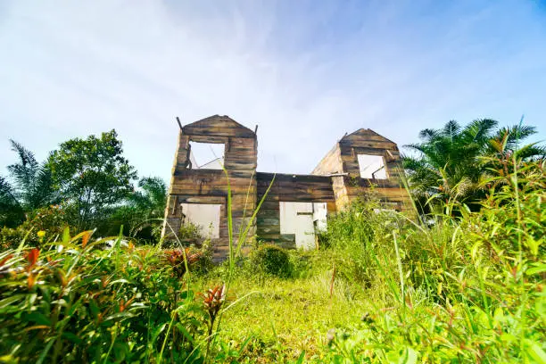 Low angle view of an old wooden house in the lush forest under clear sky
