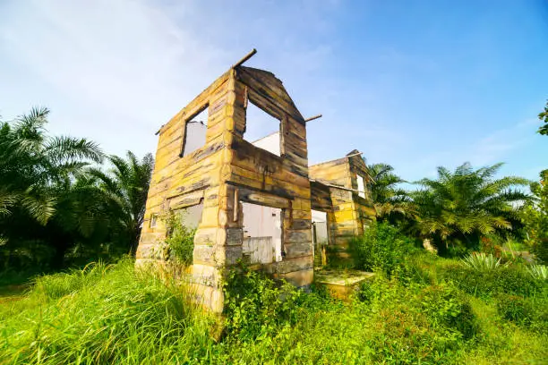 Image of unfinished construction of wooden house overgrown with lush foliage