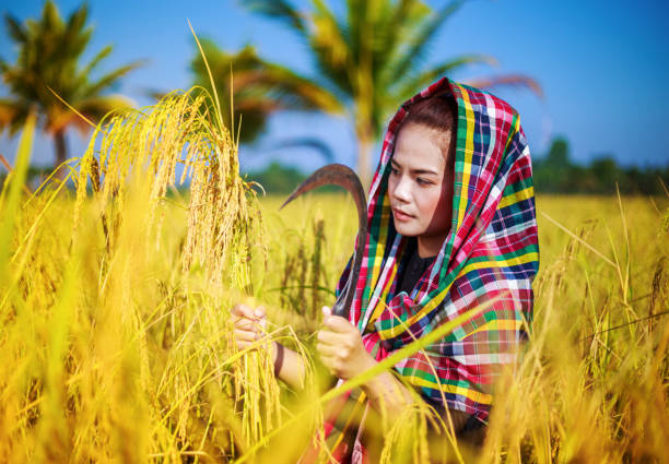 istock woman farmer using sickle to harvesting rice in field 1014558062
