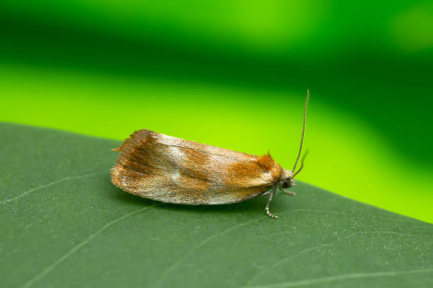 istock Ferruginous eulia moth, eulia ministrana on leaf 1014561350