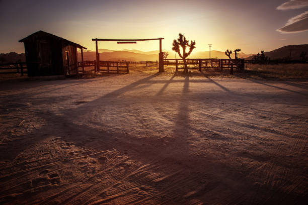 A Joshua tree is silhouetted against the sunset in Pioneertown, California, situated just outside Joshua Tree National Park.