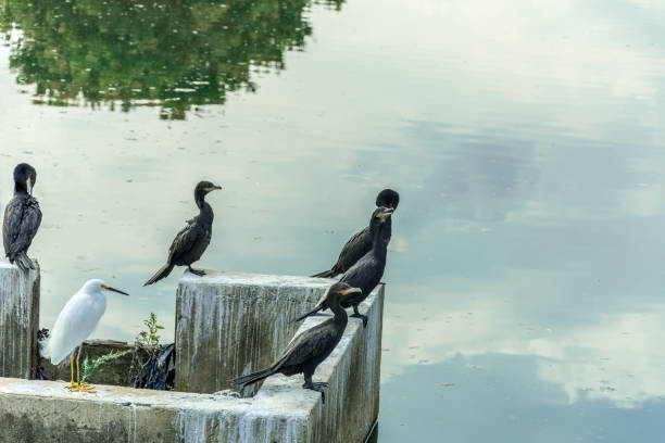 istock Some black bird stood up in front a waterflow reflecting the sky. 1014566120