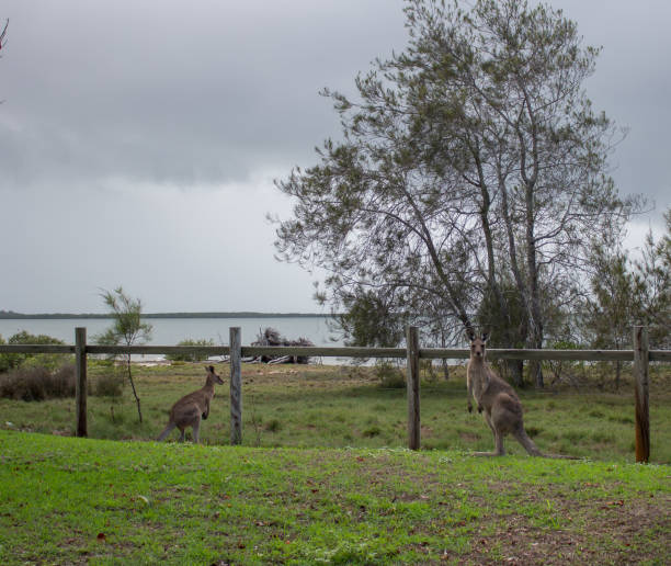 istock South Queensland Wildlife 1014568460