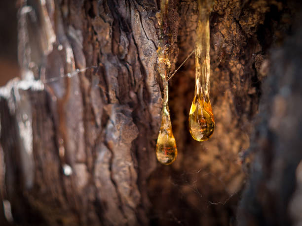 organic life concept: leaking bright yellow drops of pine tar, resin, with a spider web on a dark tree bark background, sunny summer day - tree resin imagens e fotografias de stock