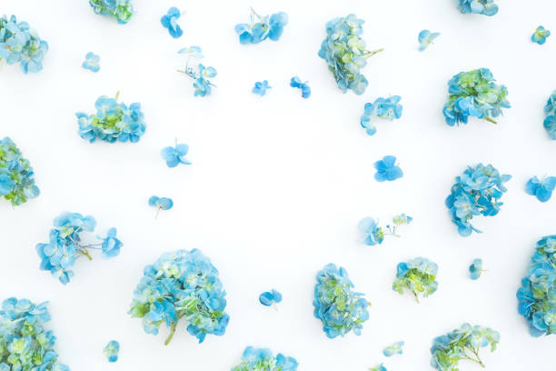 istock Floral frame of hydrangea flowers on white background. Flat lay, top view. Floral background 1014588002