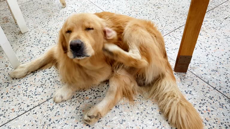 Two shots of Golden Retriever Scratching his ear