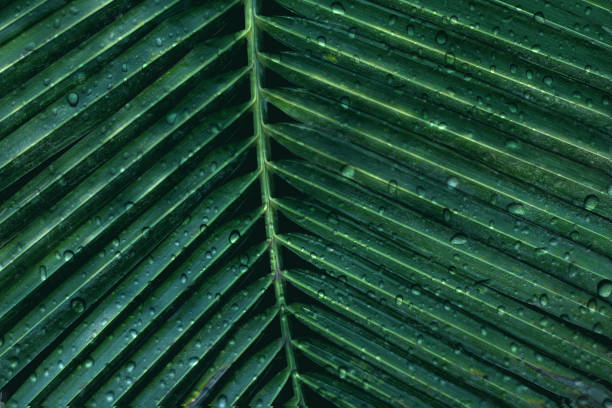 istock abstract green palm leaves nature with rain drop 1014593302