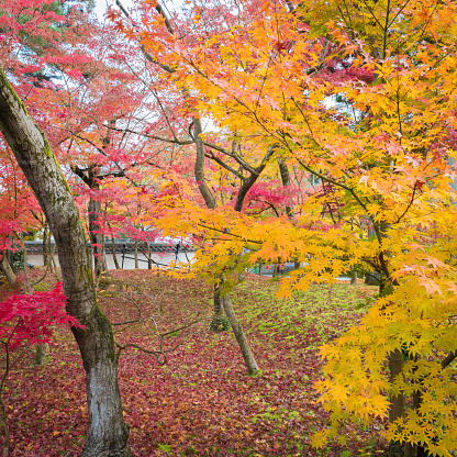 Fall color foliage hits Western Pennsylvania.