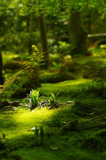 Green moss in the forest
