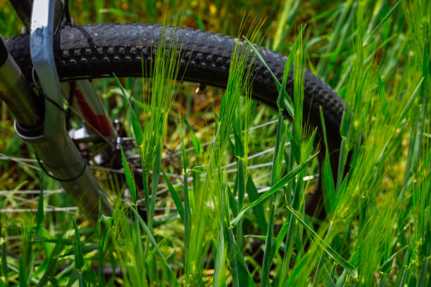istock bicycle wheel close up in green grass 1014605936