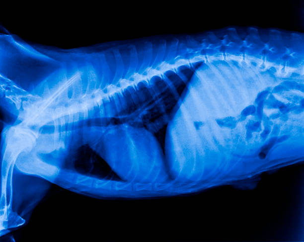X-ray film of dog lateral view closed up in thorax standard and abdomen- veterinary medicine and Veterinary anatomy Concept- Blue tone color X-ray film of dog lateral view closed up in thorax standard and abdomen- veterinary medicine and Veterinary anatomy Concept- Blue tone color animal lung stock pictures, royalty-free photos & images