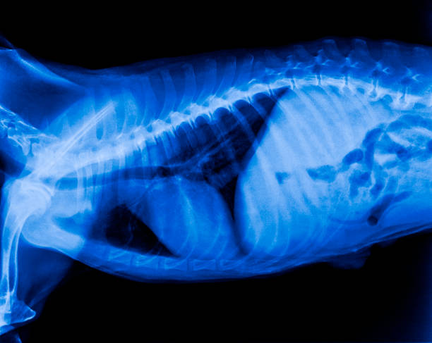 Xray Film Of Dog Lateral View Closed Up In Thorax Standard And Abdomen Veterinary Medicine And Veterinary Anatomy Concept Blue Tone Color Stock Photo - Download Image Now - iStock Xray Film Of Dog Lateral View Closed Up In Thorax Standard And Abdomen Veterinary Medicine And Veterinary Anatomy Concept Blue Tone Color Stock Photo - Download Image Now - iStock