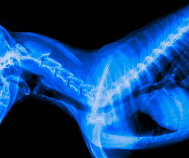 filme de visão lateral de cão fechada em áreas de dor óssea pescoço ou vértebras cervicais - medicina veterinária e anatomia veterinária conceito de raio-x-cor de tom azul - thoracic vertebrae - fotografias e filmes do acervo