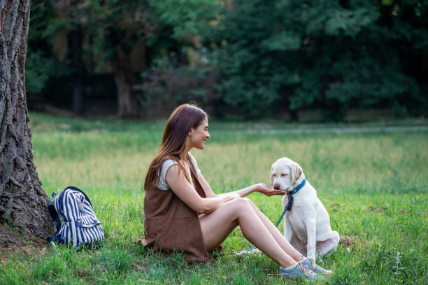 istock Young woman playing with her dog in park while sitting on green grass 1014611196