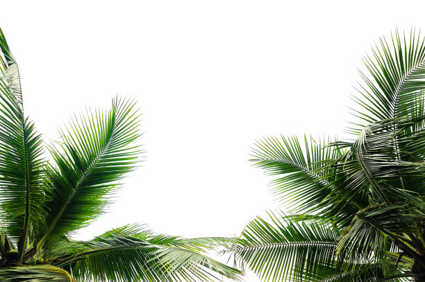 istock tropical coconut palm leaf isolated on white background 1014616188