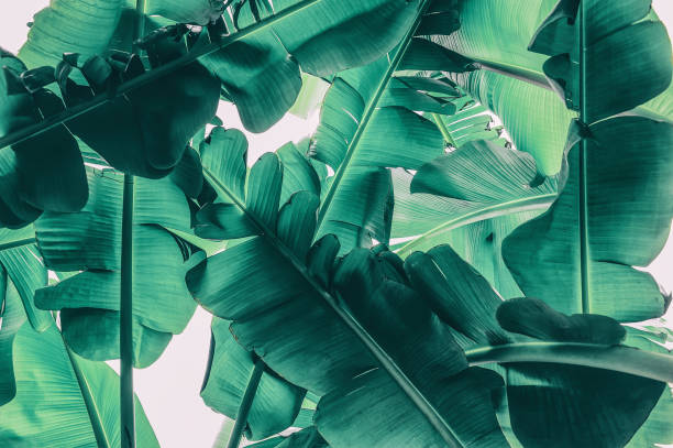 istock tropical banana palm leaf 1014616190