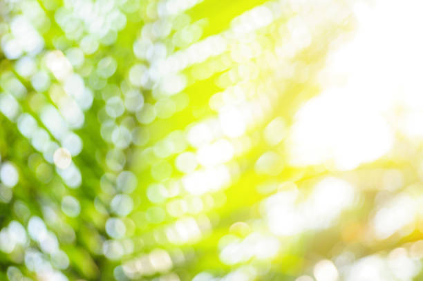 Blurred large palm leaves and sunlight background