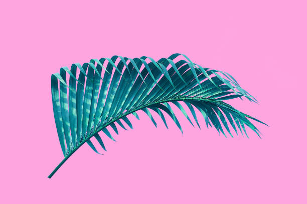 istock tropical palm leaf isolated pink background with clipping path for design elements 1014616234