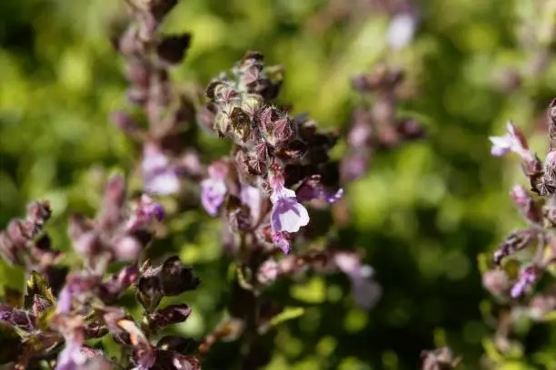 Flower of a wall germander (Teucrium chamaedrys)
