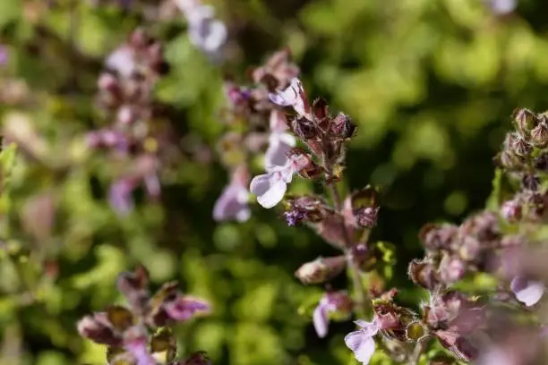 Flower of a wall germander (Teucrium chamaedrys)