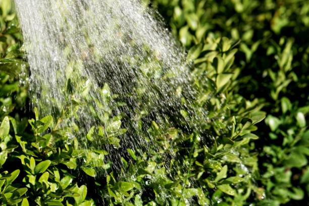 istock Water from a watering pot on green leaves 1014621824
