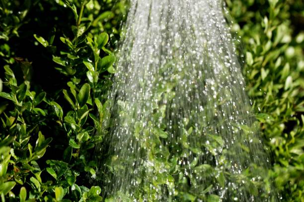istock Water from a watering pot on green leaves 1014621880