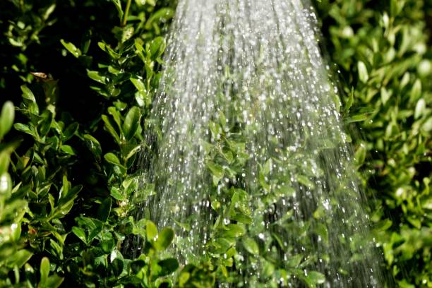 istock Water from a watering pot on green leaves 1014621910