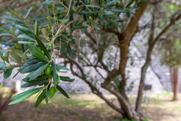 olive branch with green olives and tree on summer day, selective focus. season nature image - 1474 imagens e fotografias de stock