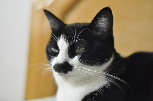 istock Green eyed black and white cat staring 1014622208