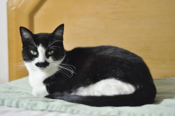 istock Green eyed black and white cat staring 1014622330