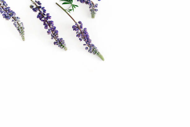istock Pattern purple flowers wildflowers white background Flat lay 1014622536