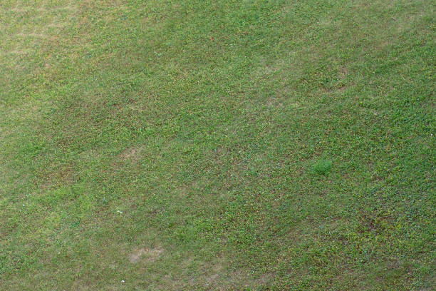 istock Texture of green grass 1014627368