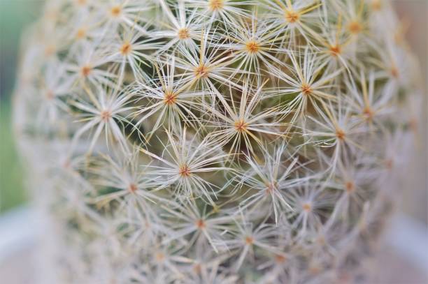istock Mammillaria microthele cactus. Macro closed up 1014640592
