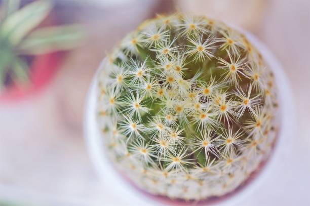 istock Mammillaria microthele cactus. Macro closed up 1014640610