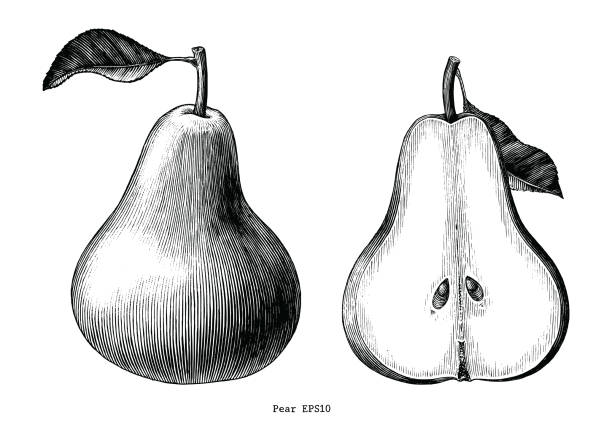ilustrações de stock, clip art, desenhos animados e ícones de pear fruit hand draw vintage clip art isolated on white background - pera