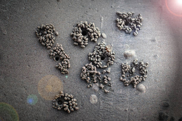 istock Ghost crab making sand balls on the beach. digging hole 1014652082