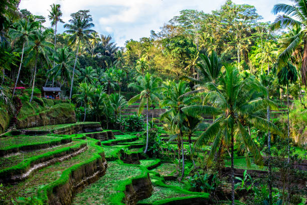 istock Rice fields with palm on Bali, Indonesia 1014658100