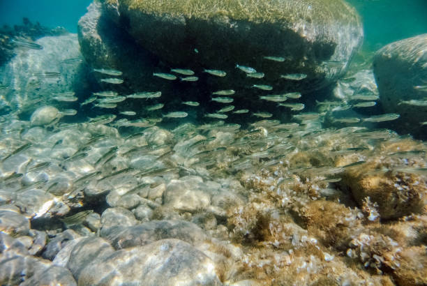 istock School of fish and seabed 1014658240