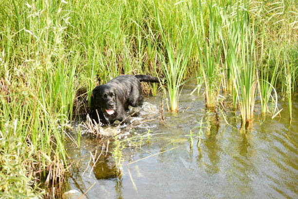 istock Beautiful dog. Portreit. 1014661794
