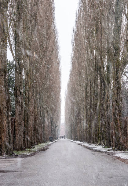 Bicycle path through park in Copenhagen Denmark on a snowy winter day.