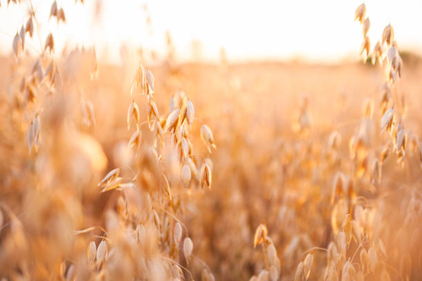 Ripe Oat Field In Summer Sunset Agricultural scene of crop field with oat seed in warm summer sunlight. oat crop photos stock pictures, royalty-free photos & images