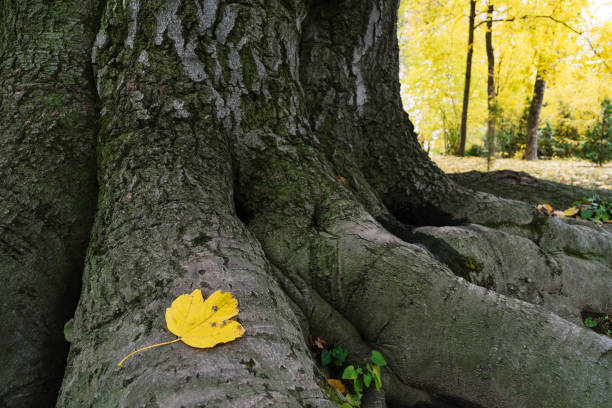 istock Autumn in the park 1014664758