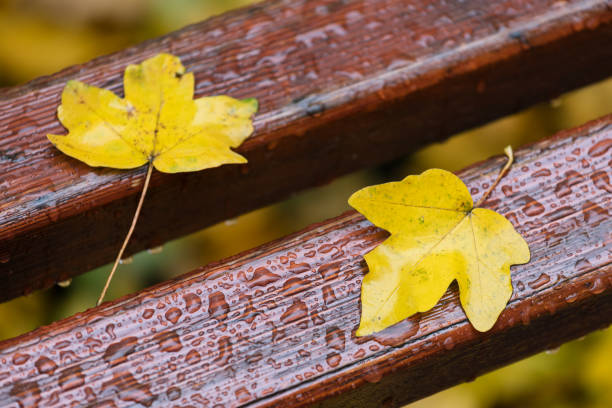 istock Autumn leaves on a park bench 1014664800